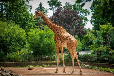 Очень большой и красивый Зоопарк в Германии-Наша жизнь в Германии-поздние  переселенцы 2022 - YouTube