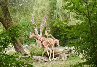 Аугсбургский зоопарк, Германия, Аугсбург - «Прекрасное место для прогулки с  детьми! Зоопарк в котором комфортно не только посетителям, но и животным! »  | отзывы