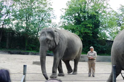 Зоопарки Германии | В общих чертах | Пикабу