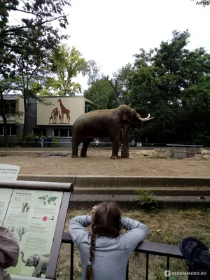 Германия, Берлинский зоопарк - «Берлинский зоопарк - там стоит побывать!» |  отзывы