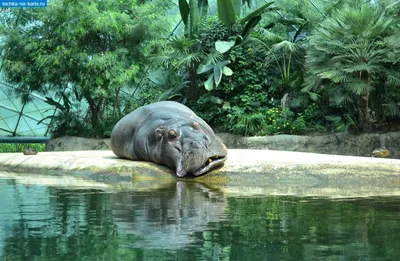 Атлант Тур - ✳️ Берлинский зоопарк — Зоологический сад Берлина) занимает  площадь в 35 гектаров в берлинском районе Тиргартен и является одним из  самых больших зоопарков Германии. ⠀ ⠀ ✔️ Ни в