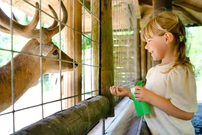 Мюнхенский зоопарк Хеллабрунн во времена пандемии — Детский Мюнхен