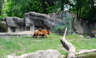 Зоопарки Германии | В общих чертах | Пикабу