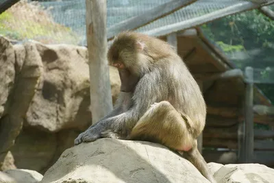 ВИДЕО | В Мюнстерский зоопарк в Германии поселили необычное \"животное\" -  Turist