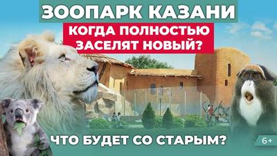 Зоопарк в Казани перешел на осенний режим работы | TatLife | Новости Казани  | Дзен