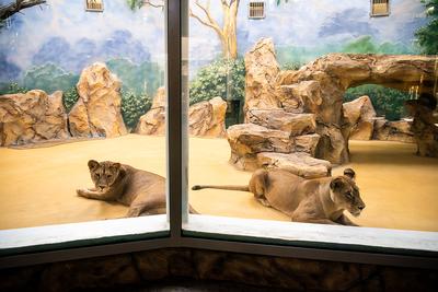 Как сейчас выглядит казанский зоопарк. Одно фото - Казанский Портал