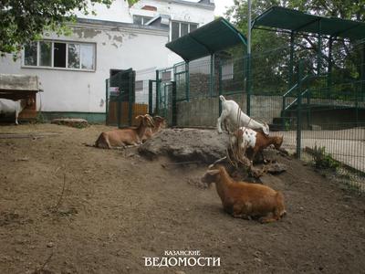 Трогательный зоопарк в Казани