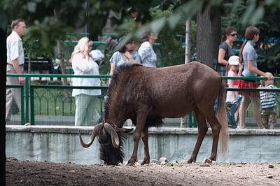 Зоопарк Москвы: расписание, цены - Афиша Москвы на выходные, на праздники.  Что посетить в Москве