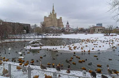 Зоопарк в Москве – смотреть онлайн все 7 видео от Зоопарк в Москве в  хорошем качестве на RUTUBE