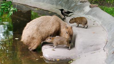 Moscow Zoo | One of the best places in town - YouTube