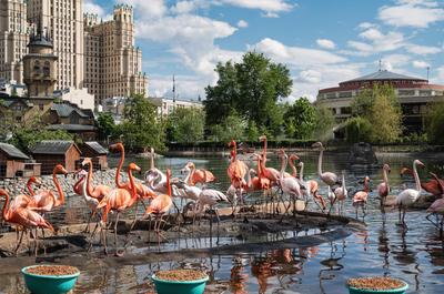 Московский зоопарк - прекрасное место отдыха — отзыв о зоопарке в Москве