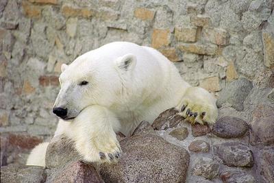 Скандал вокруг зоопарка на «Соколе» в Оренбурге продолжается | Новости  Оренбурга