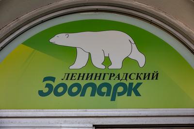Хищники в зоопарке в Санкт-Петербурге | Экзоопарк