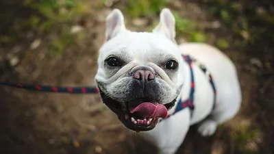 Собака французского «бульдог» с стоматологическим статусом с Overbite и  отсутствовали зубами Стоковое Фото - изображение насчитывающей центрально,  бивни: 207675600