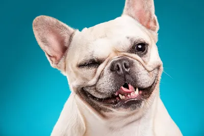 Зубоврачебное состояние с Overbite и отсутствующими зубами обнюханной  квартирой собаки французского бульдога Стоковое Фото - изображение  насчитывающей челюсть, условие: 152390802
