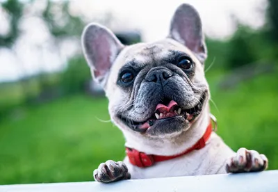 смешная французская бульдог-собака с перекусом, показывающая, как зубы  смотрят на ствол дерева Стоковое Фото - изображение насчитывающей бульдоги,  собачий: 225067266