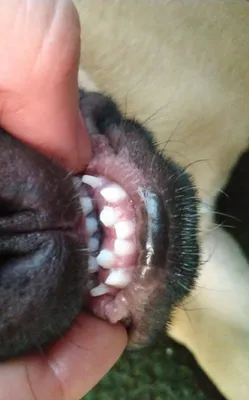 Barber Pet - Смена молочных зубов у французского бульдога😷 ⠀ Французский  бульдог на первый взгляд кажется безобидной маленькой собачкой, пока вы не  взглянете на его зубы – сразу становится понятно, что это