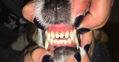 Чистка зубов собаке до/после | Пикабу