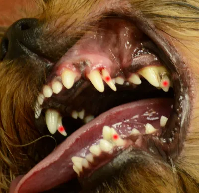 немецкая овчарка с острыми зубами впереди, картинка зубов собаки, собака,  зубы фон картинки и Фото для бесплатной загрузки