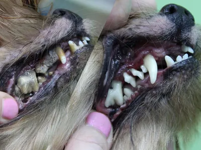 Определить возраст по зубам собаки | Пикабу
