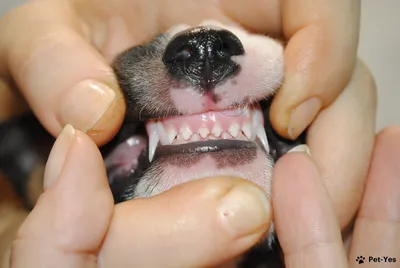 Собака немецкой овчарки показывая свои зубы внутри помещения Стоковое Фото  - изображение насчитывающей медицинско, гигиена: 138402822