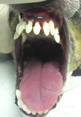 Почему у собаки выпадают зубы? -Собаки -Здоровье собак -Уход за зубами  -Библиотека