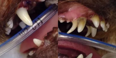 Зубы собаки стоковое изображение. изображение насчитывающей остро - 29045291