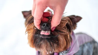 Уход за зубами собаки: 5 правил и 9 мифов