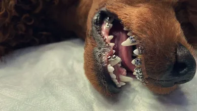 Зубы собаки рисунок - 57 фото