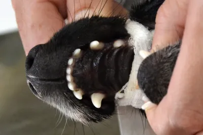 Шинирование резцов у животных - собак, кошек | Ветеринарная клиника БЭСТ в  Новосибирске