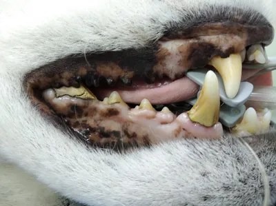Обработчик отображает зубы немецкой овчарки к эксперт Стоковое Фото -  изображение насчитывающей ангстрома, повиновение: 180150038