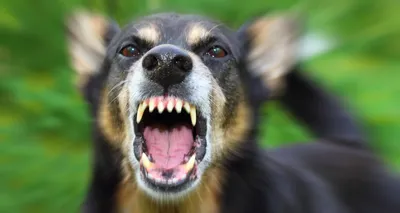 Кариес у собак — цены на лечение зубов в Люберцах