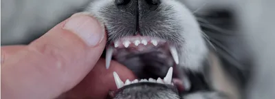 Сколько зубов должно быть у вашей собаки?